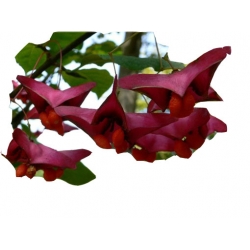 krzewy Trzmielina wielkoskrzydła K188